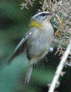 Common Firecrest