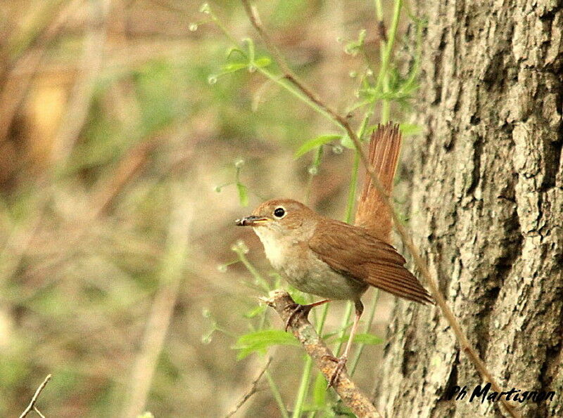 Common Nightingale