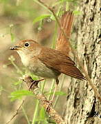 Common Nightingale