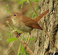 Common Nightingale