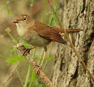 Common Nightingale