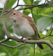 Common Nightingale