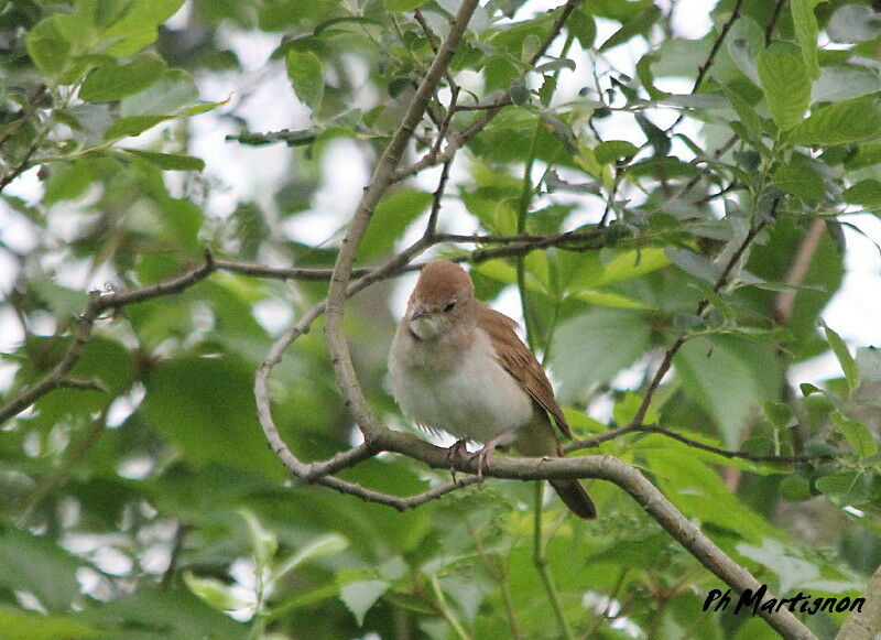 Common Nightingale