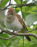 Common Nightingale