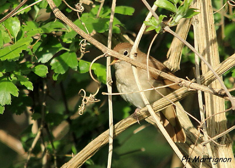 Common Nightingale, identification, song
