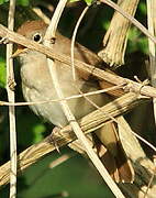 Common Nightingale