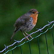 Rougegorge familier