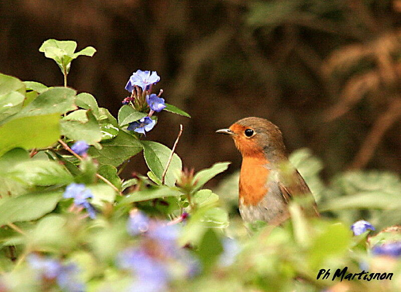 European Robin