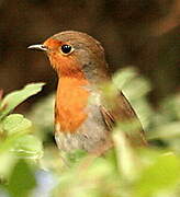 European Robin