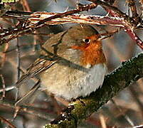 European Robin