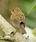 European Robin