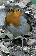 European Robin