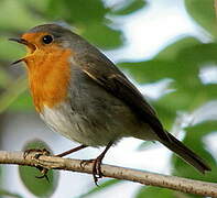 European Robin