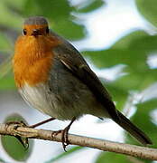 European Robin