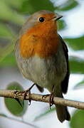 European Robin