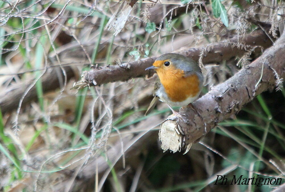 European Robin, identification