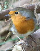 European Robin