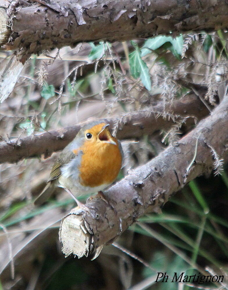 European Robin, identification