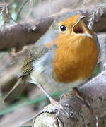 European Robin