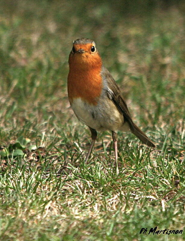 Rougegorge familier, identification