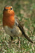 European Robin