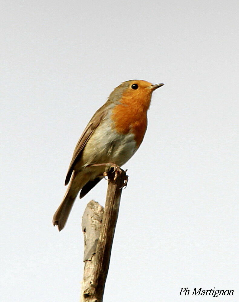 European Robin, identification