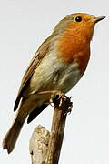 European Robin