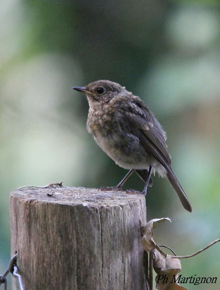 Rougegorge familier, identification