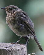 European Robin