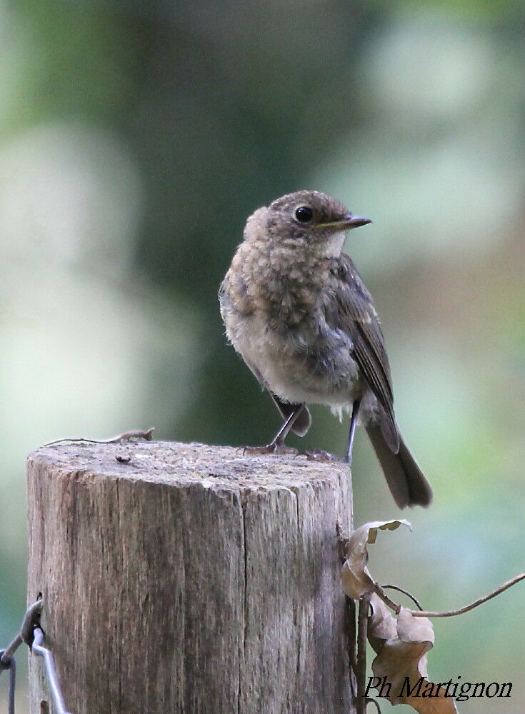 European Robin, identification