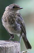 European Robin