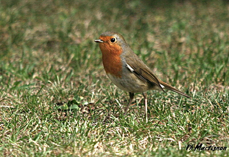 Rougegorge familier, identification