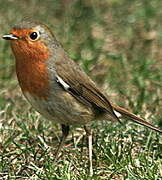 European Robin