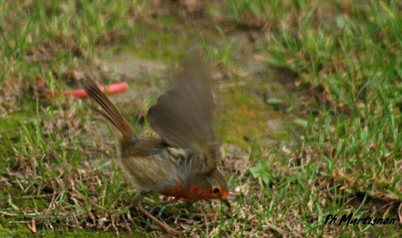 European Robin, identification