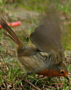 Rougegorge familier