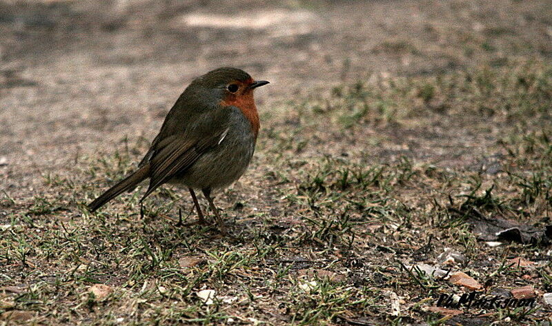 European Robin, identification