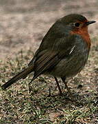 European Robin