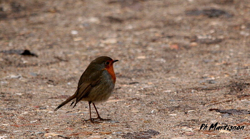 Rougegorge familier, identification