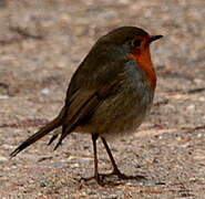 European Robin