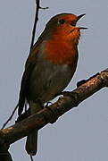 European Robin