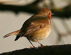 European Robin