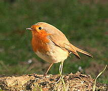 European Robin