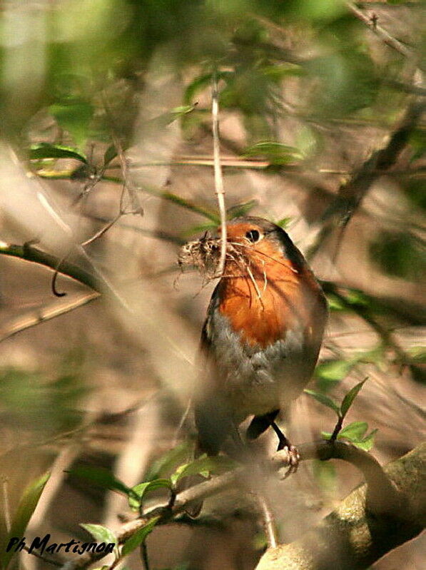 European Robin