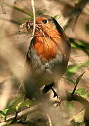 European Robin