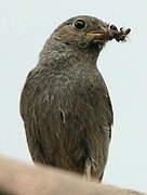 Black Redstart