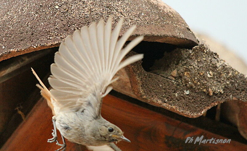 Black Redstart