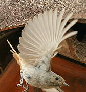 Black Redstart