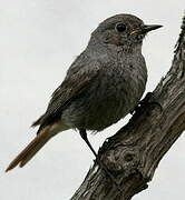 Black Redstart