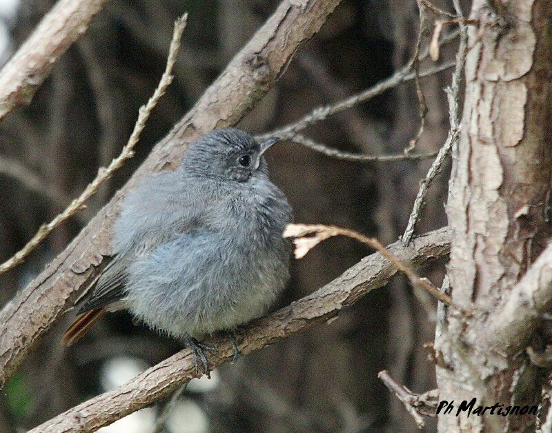 Black Redstartjuvenile