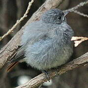 Black Redstart